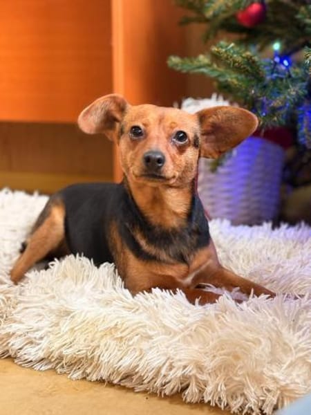 Yoko - unsere Maus mit den süßen Ohren