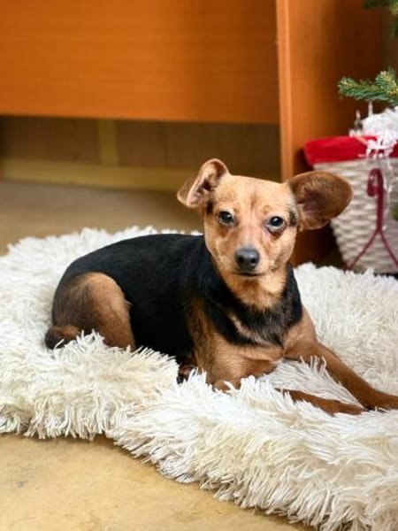 Yoko - unsere Maus mit den süßen Ohren