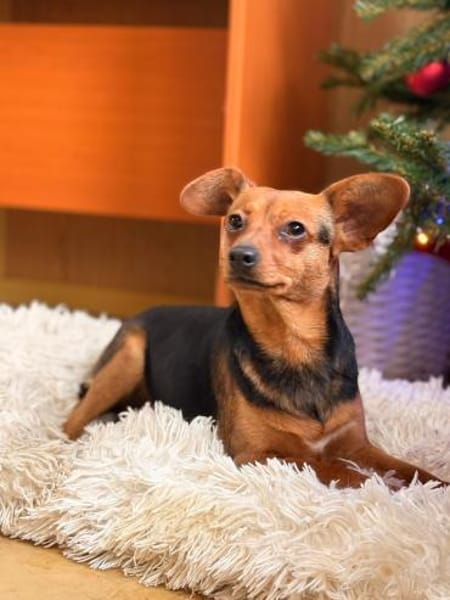 Yoko - unsere Maus mit den süßen Ohren