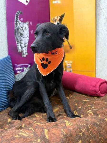 Oliver - stiller Schatten sucht Dich