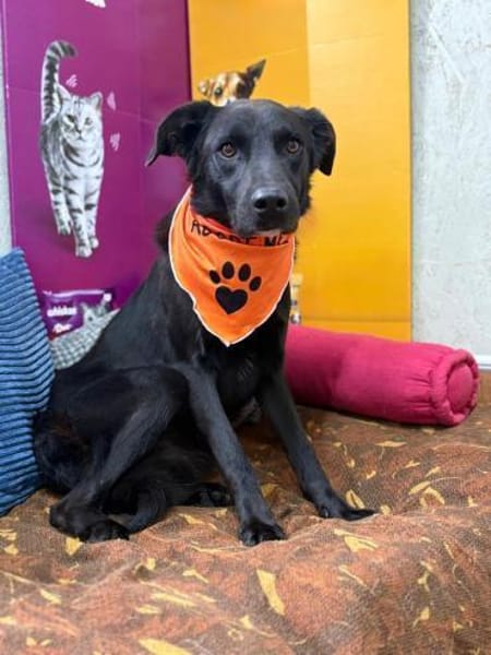 Oliver - stiller Schatten sucht Dich