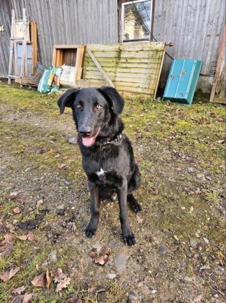 Shadow - Junghund mit Potential