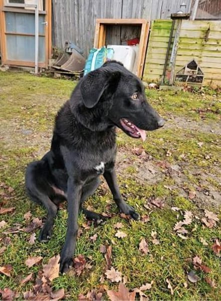 Shadow - Junghund mit Potential