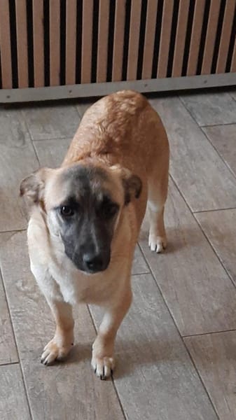 🌸 Violet  kleines Mädchen