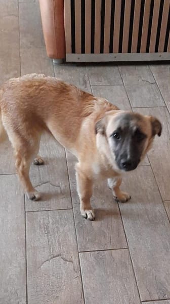 🌸 Violet  kleines Mädchen