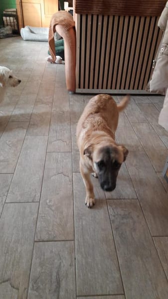 🌸 Violet  kleines Mädchen