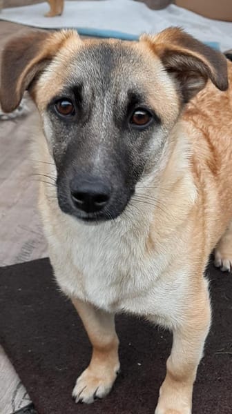 🌸 Violet  kleines Mädchen