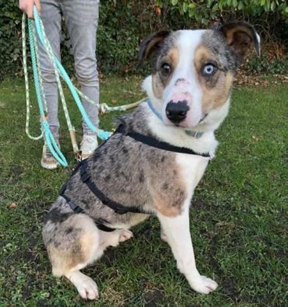 KLEIN - ein charmanter Rüde!