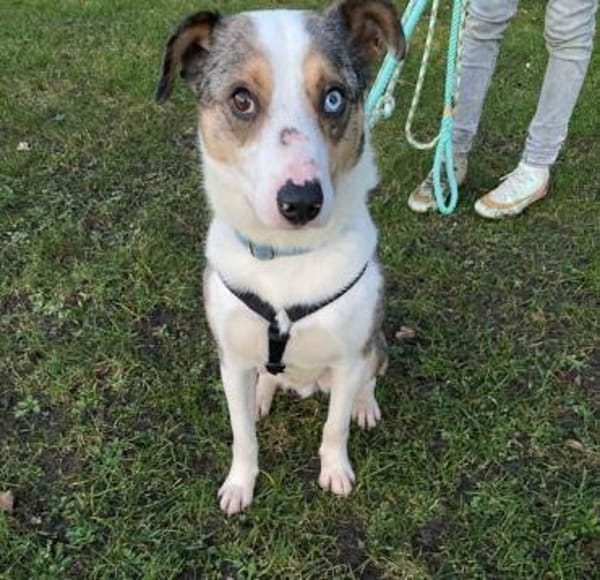 KLEIN - ein charmanter Rüde!