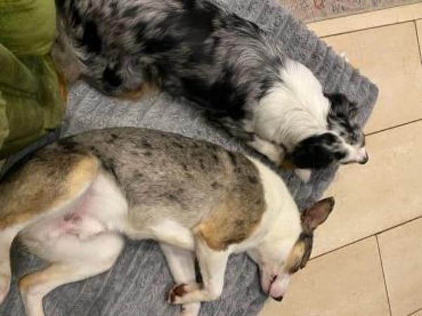 KLEIN - ein charmanter Rüde!