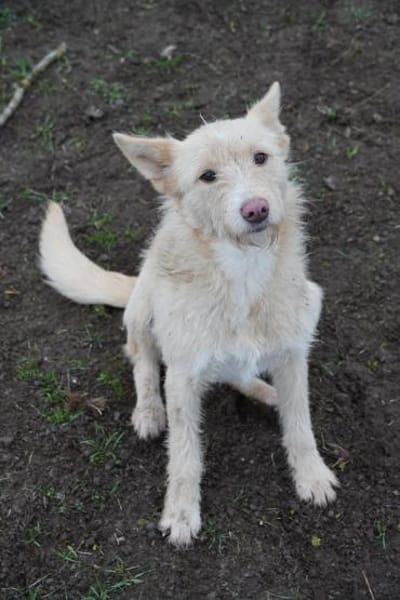 Meliena - unsere agile Terriermix-Hündin