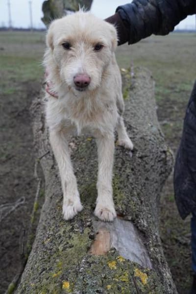 Meliena - unsere agile Terriermix-Hündin