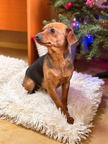 Iza - sanfte Fellmaus sucht Vertrauen