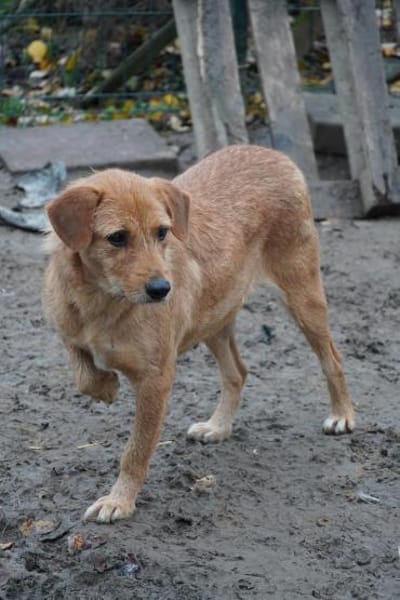 Lisa - zarte Hündin braucht Geborgenheit