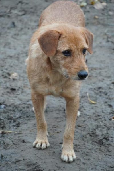 Lisa - zarte Hündin braucht Geborgenheit