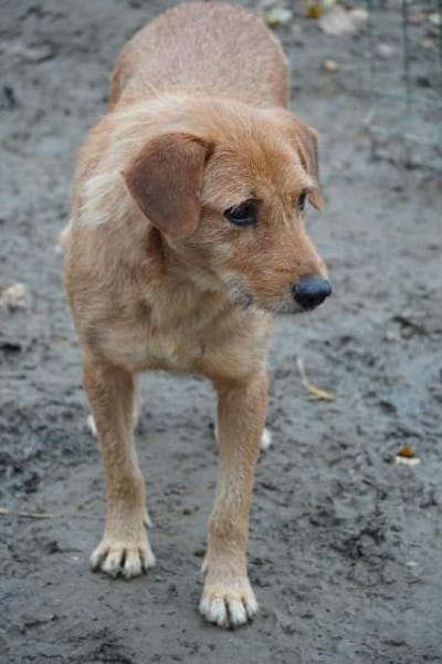 Lisa - zarte Hündin braucht Geborgenheit