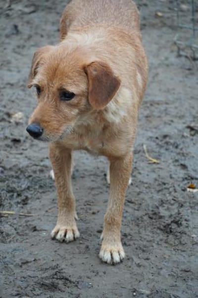 Lisa - zarte Hündin braucht Geborgenheit