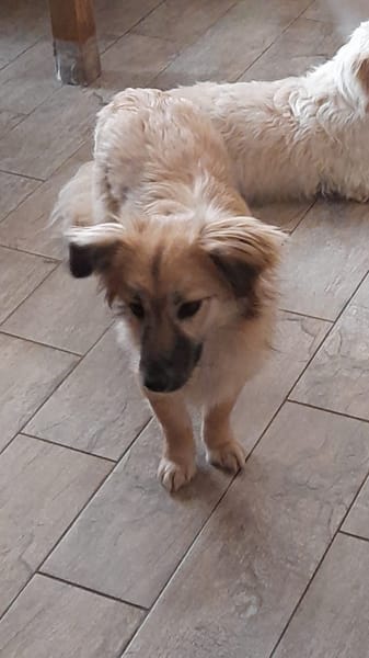 🐶 Diana  zarte Hundeseele sucht