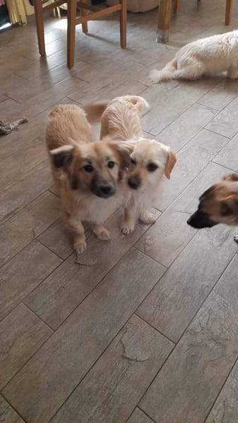 🐶 Diana  zarte Hundeseele sucht