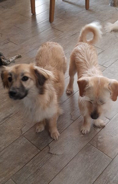 🐶 Diana  zarte Hundeseele sucht