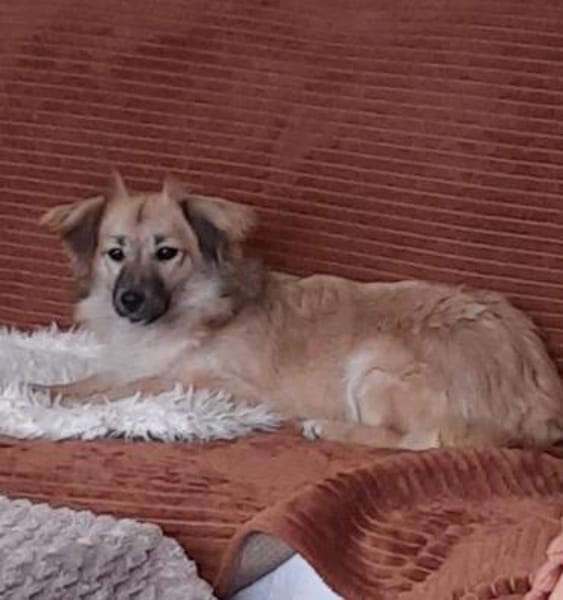 🐶 Diana  zarte Hundeseele sucht