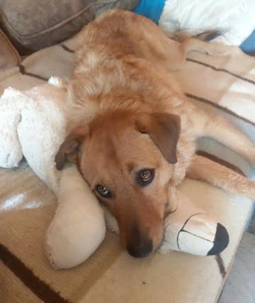 Nanu sucht sein Für-immer-Zuhause 🐾