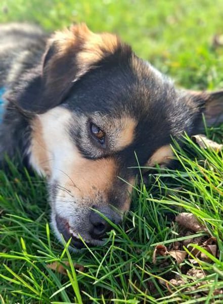 Torgal - zeigt schnell sein großes Herz