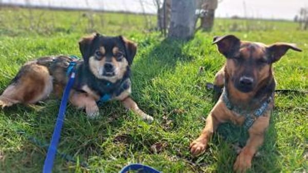 Torgal - zeigt schnell sein großes Herz