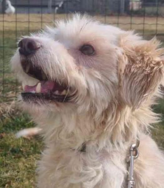 Karena, Wuschelmaus mit Handicap