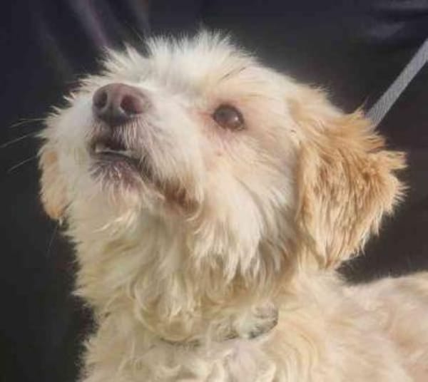 Karena, Wuschelmaus mit Handicap