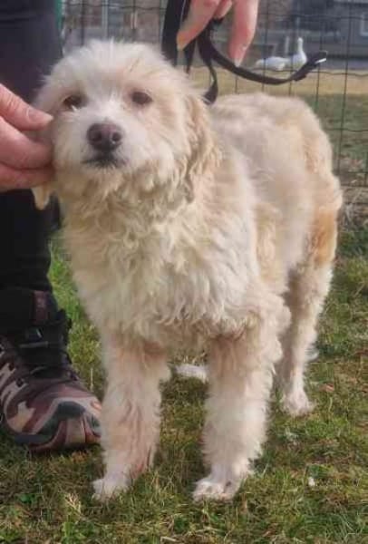 Karena, Wuschelmaus mit Handicap