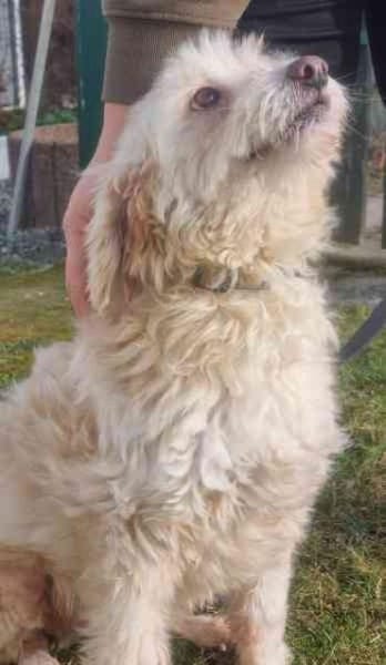 Karena, Wuschelmaus mit Handicap