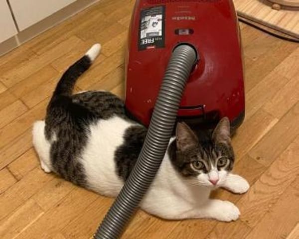 Tiny, lebenslustiger Herzensbrecher, 9M