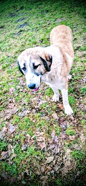 Hana sucht ihre Menschen 🐾