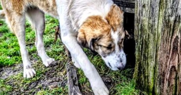 Hana sucht ihre Menschen 🐾