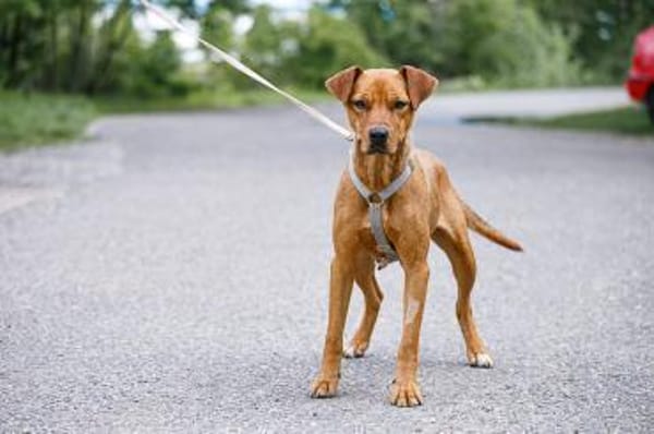 Abigail, liebevoller Sonnenschein, 4J 24