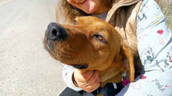 Abigail, liebevoller Sonnenschein, 4J 24