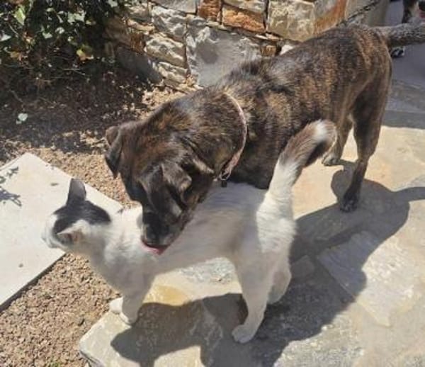 Eleana, lernwillige Hundedame, ca. 6 J