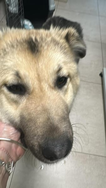 Marla, hübsche Junghündin sucht Zuhause