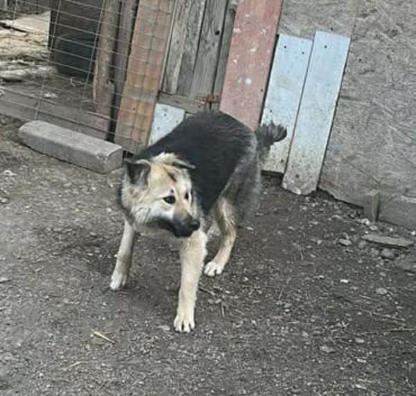 Marla, hübsche Junghündin sucht Zuhause