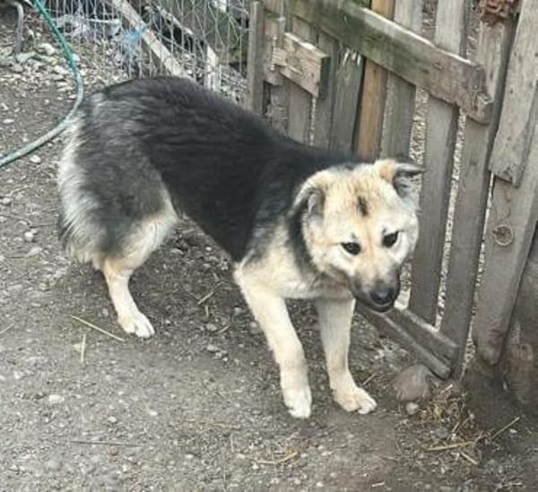 Marla, hübsche Junghündin sucht Zuhause