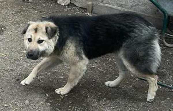 Marla, hübsche Junghündin sucht Zuhause