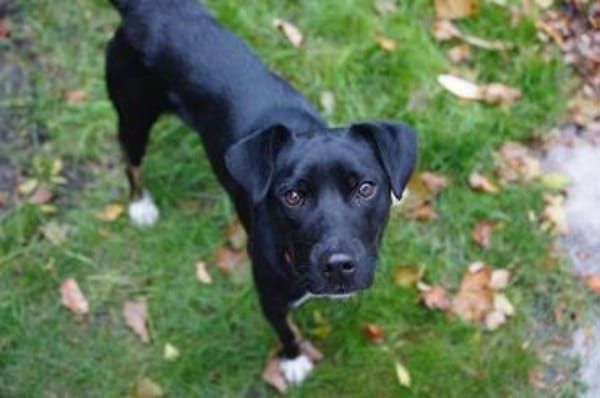 Jan, charmanter Sonnenschein, ca. 1 Jahr