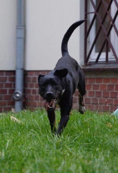 Jan, charmanter Sonnenschein, ca. 1 Jahr