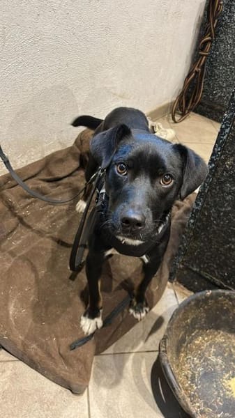 Jan, charmanter Sonnenschein, ca. 1 Jahr