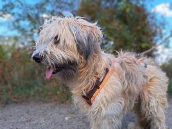 Püppi, schüchterne Hundedame, 1J 45468