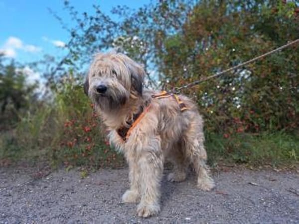 Püppi, schüchterne Hundedame, 1J 45468