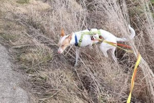 Hada3 sucht ein Zuhause