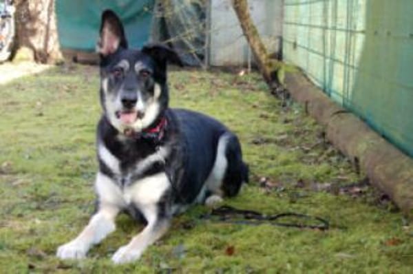 BAILEY BOY - folgsam&intelligent