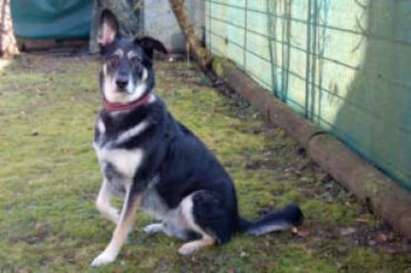 BAILEY BOY - folgsam&intelligent